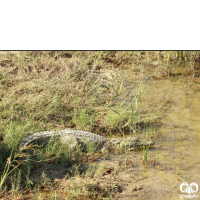 گونه کروکودیل پوزه کوتاه Mugger Crocodile